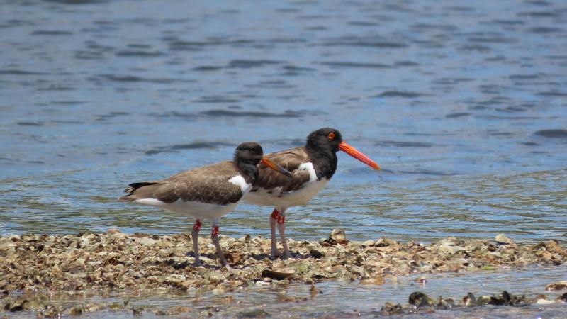 American oystercatcher (juvenile red W97) with its mother (red 74).